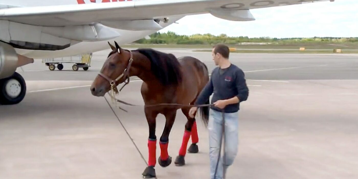 Here is the plane that takes the European horses to Elitloppet