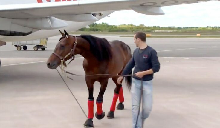 Here is the plane that takes the European horses to Elitloppet