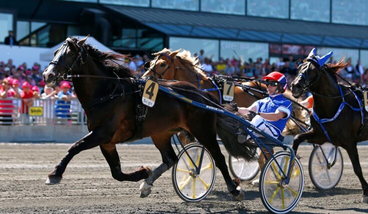 Moon Prince A.M., Lome Brage and Polara ready for Elitkampen