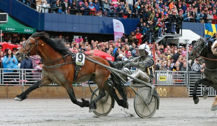 FIRST THREE HORSES READY FOR THE ELITE COMPETITION