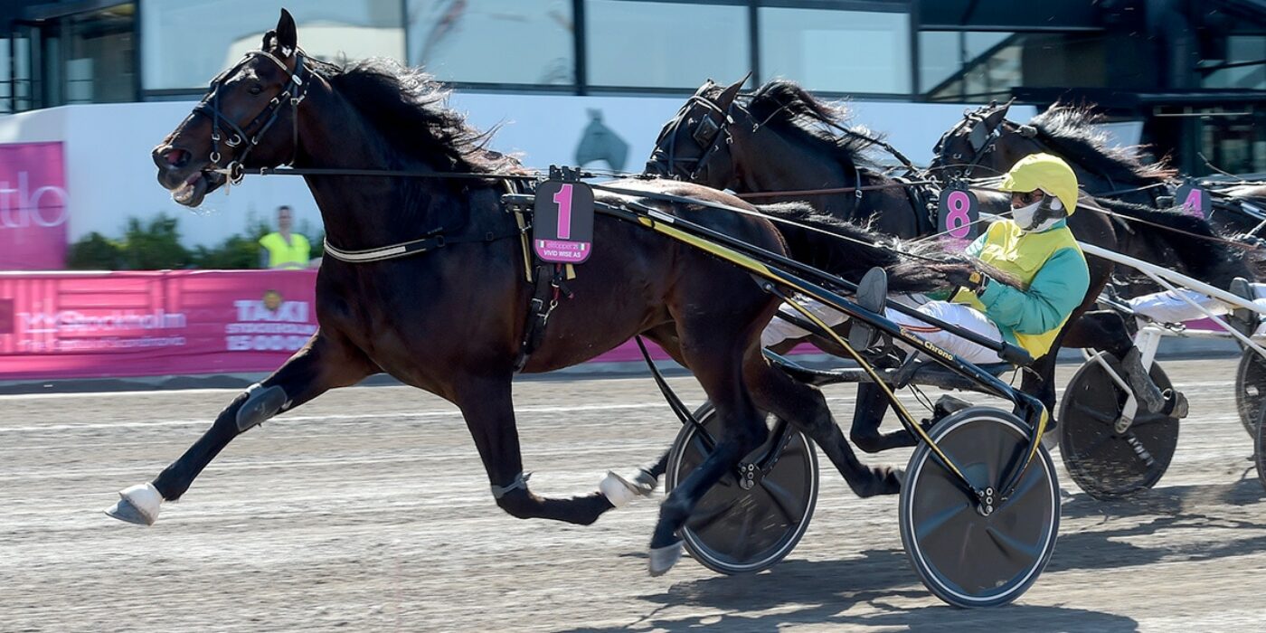 VIVID WISE ACE FOR THE 2022 ELITE RACE