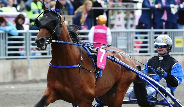 2014 TIMOKO