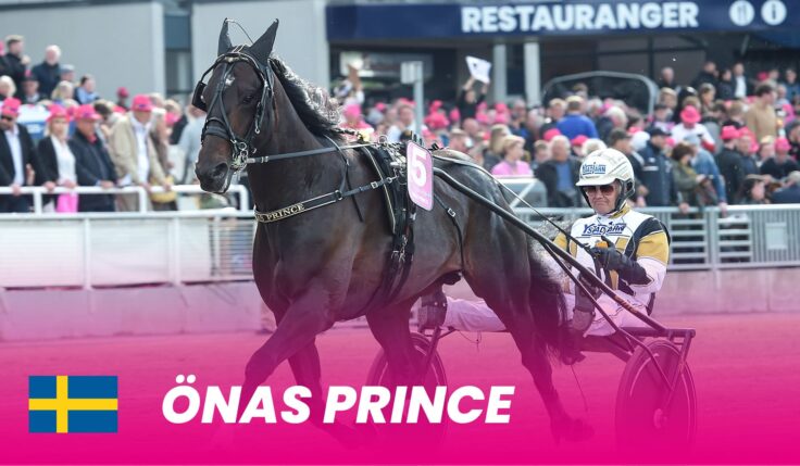 Island Prince to Elitloppet 2024
