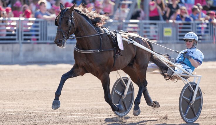 This is how the Elitloppet 2025 track lot was drawn